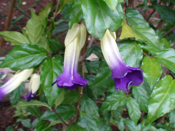 툰베르기아 - Kings mantle, Thunbergia erecta