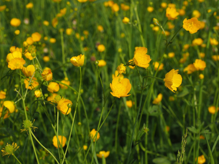 산미나리아재비 - Ranunculus acris L.