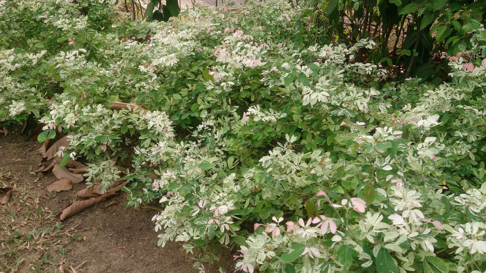 브레이니아 니보사 - Snow Bush, Breynia nivosa 