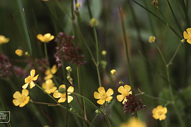 물안개 - Ranunculus flammula var. filiformis
