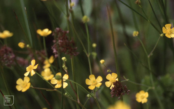 물안개 - lesser spearwort, greater creeping spearwort, banewort, Ranunculus flammula var. filiformis