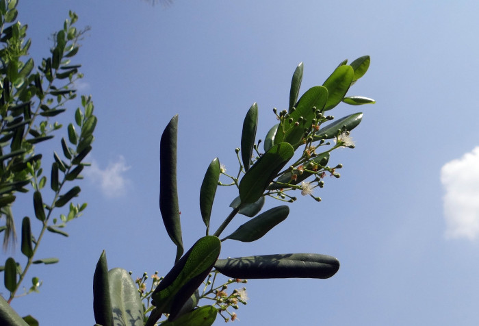피멘토 - Pimenta dioica