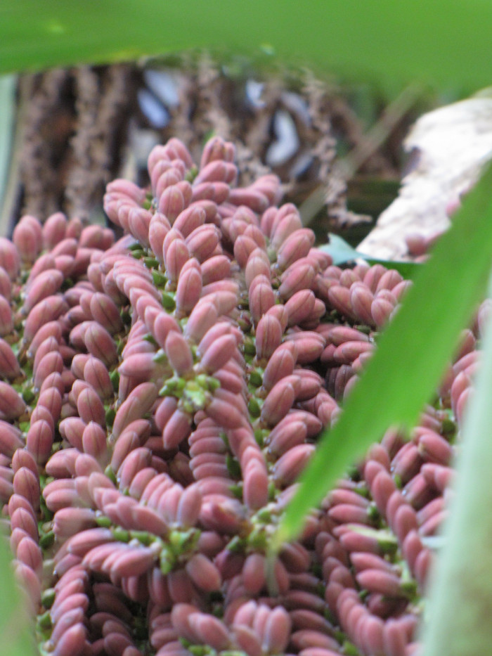 공작야자 - Fish tail palm, Caryota mitis