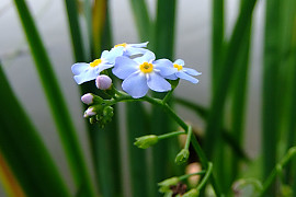 개꽃마리 - Myosotis laxa Lehm.
