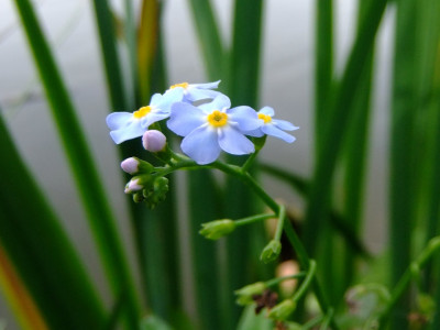 개꽃마리 사진 - Myosotis laxa Lehm. Photos