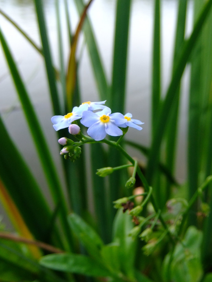 개꽃마리 - Myosotis laxa Lehm.