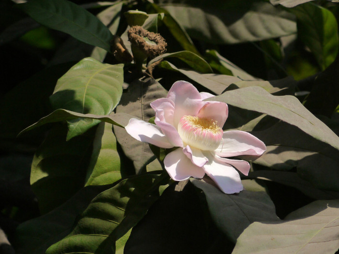 구스타비아 아우구스타 - heaven lotus, Gustavia augusta