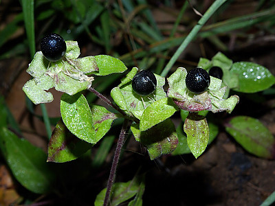 덩굴별꽃 사진 - Cucubalus baccifer var. japonicus Miq. Photos