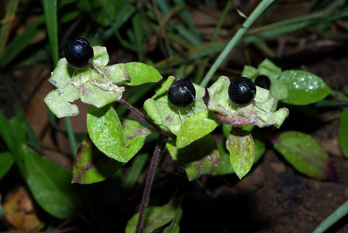 덩굴별꽃 - Cucubalus baccifer var. japonicus Miq.