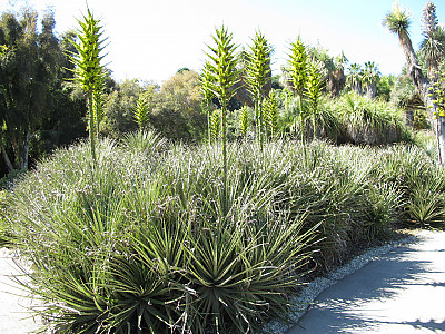 푸야 칠렌시스 사진 - Puya chilensis Photos