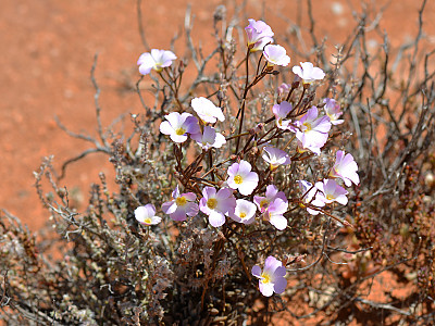 칼란드리니아 사진 - Calandrinia spp. Photos