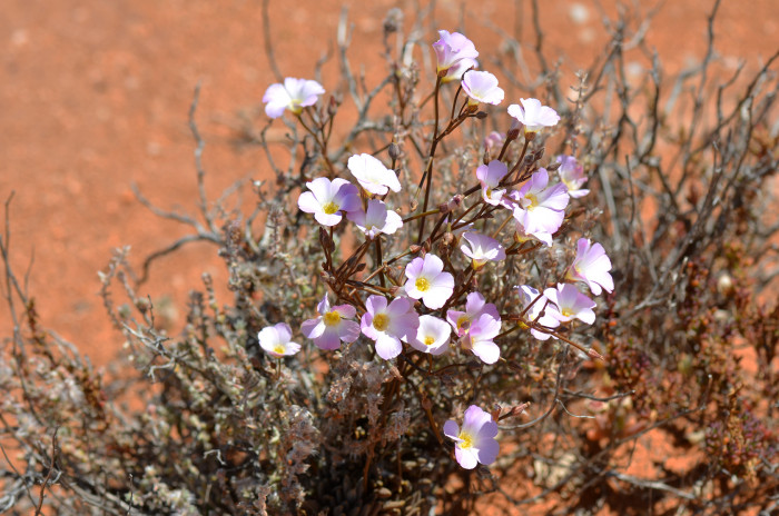 칼란드리니아 - Calandrinia spp.