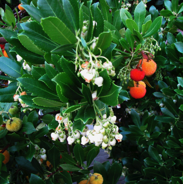 딸기나무 - Strawberry Tree, Arbutus unedo