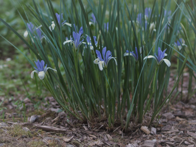 타래붓꽃 사진 - Iris lactea var. chinensis (Fisch.) Koidz. Photos