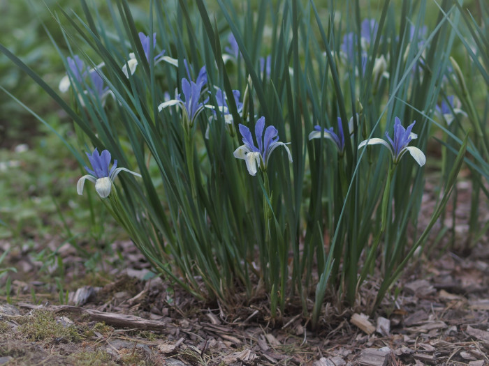타래붓꽃 - Iris lactea var. chinensis (Fisch.) Koidz.