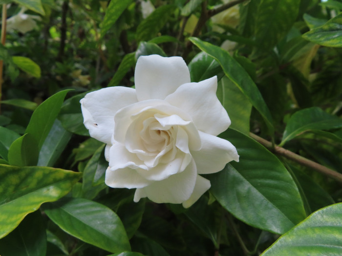 치자나무 - Gardenia jasminoides Ellis var. jasminoides
