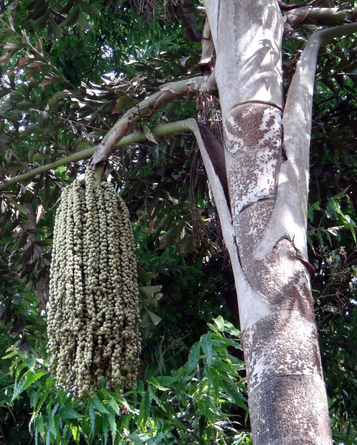 공작야자 - Fish tail palm, Caryota mitis
