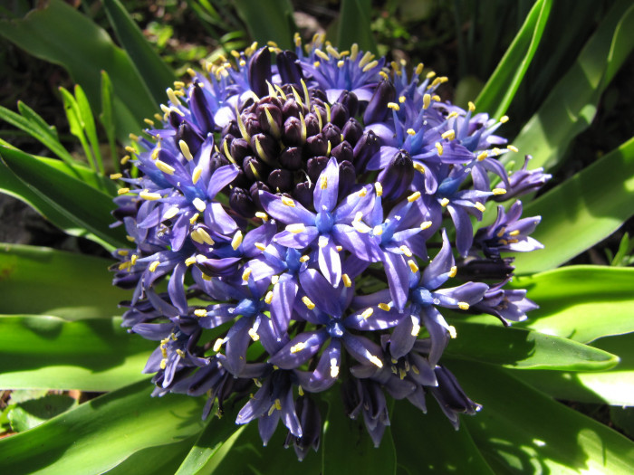 포르투갈 무릇 - Portuguese Squill, Peruvian Lily, Saphire Blue, Scilla peruviana L.