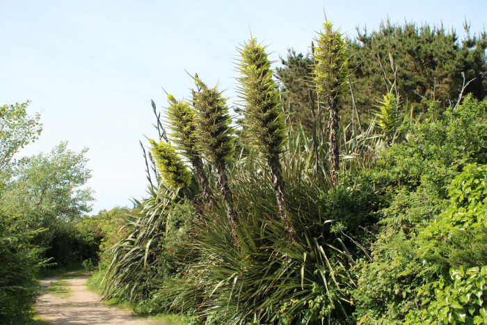 푸야 칠렌시스 - Sheep eating plant, Puya chilensis