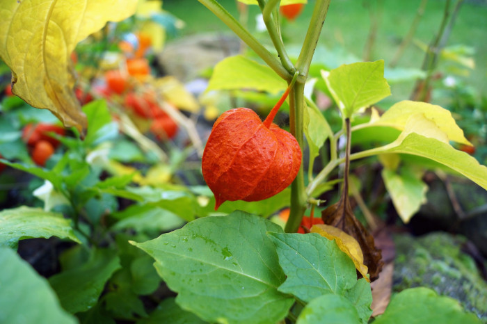 꽈리 - Lampionblume, Physalis alkekengi var. francheti (Mast.) Hort