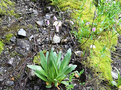 인디언앵초 사진 - Dodecatheon Photos