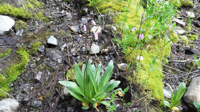인디언앵초 - shooting star, American cowslip, mosquito bills, mad violets, sailor caps, Dodecatheon