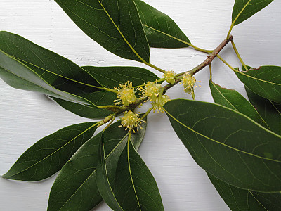 육박나무 사진 - Actinodaphne lancifolia (Siebold & Zucc.) Meisn. Photos