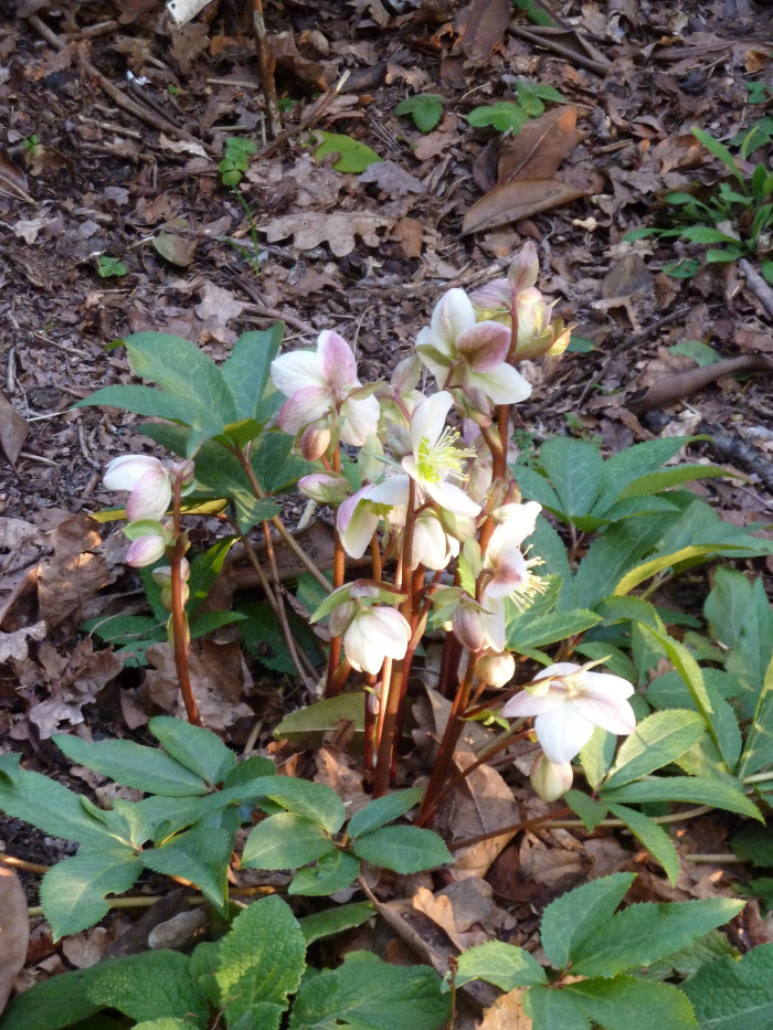 크리스마스로즈 - Christmas rose, Black hellebore, Helleborus niger L.