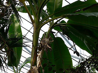 다이질링 바나나 사진 - Musa sikkimensis Photos