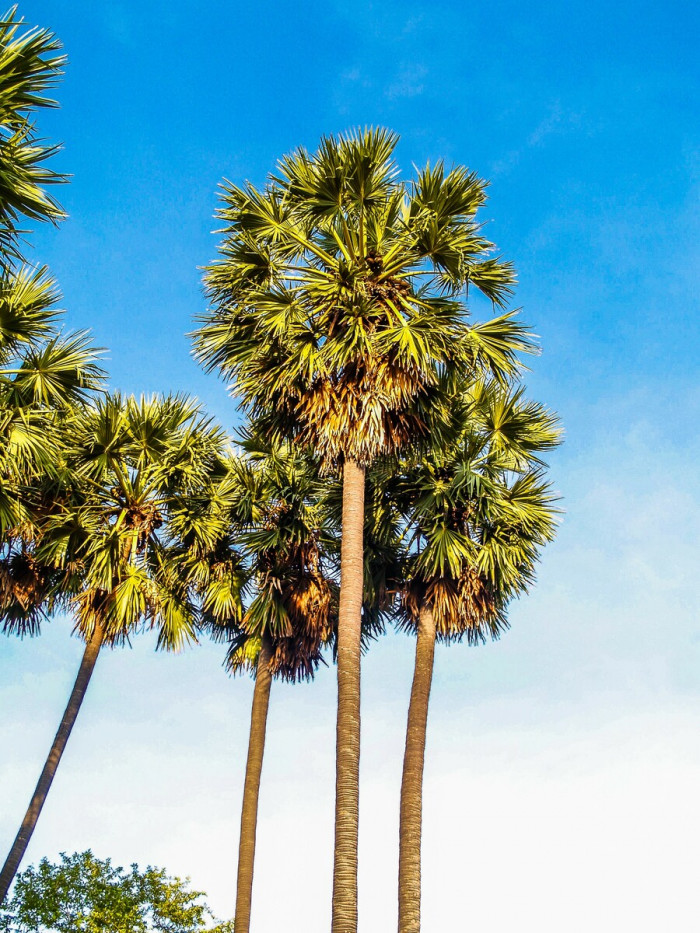 양배추 야자 - cabbage-palm, palmetto, cabbage palmetto, blue palmetto, Carolina palmetto, common palmetto, Sabal palmetto