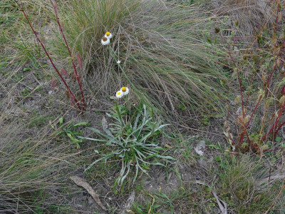 조갑지국화 사진 - Ammobium alatum Photos