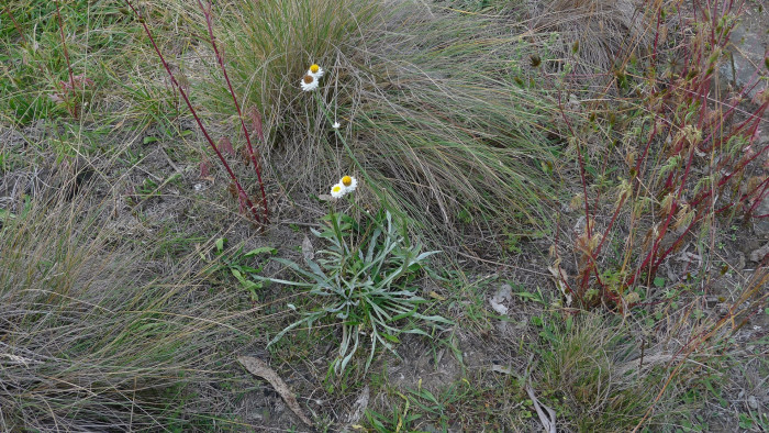 조갑지국화 - Ammobium alatum