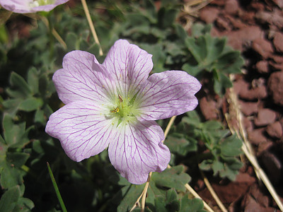 풍로초 사진 - Geranium cinereum Photos