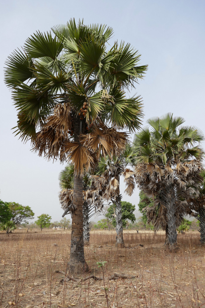 아프리카부채야자 - African fan palm, palmyra palm, deleb palm, ron palm, toddy palm, black rhun palm, Borassus aethiopum