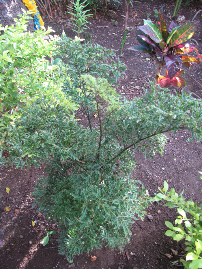 폴리샤스 - Polyscias fruticosa