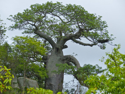 바오밥나무 사진 - Adansonia digitata Photos