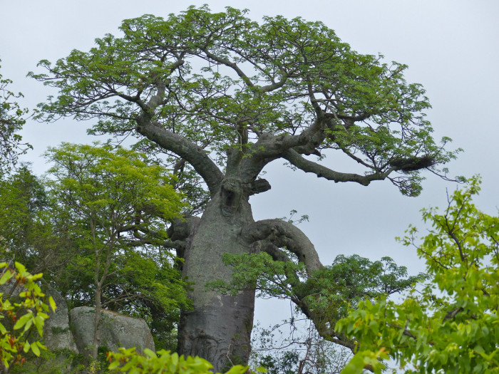 바오밥나무 - baobab tree, Adansonia digitata