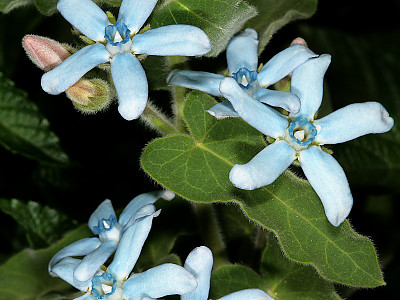옥시페탈룸 사진 - Oxypetalum coeruleum Photos