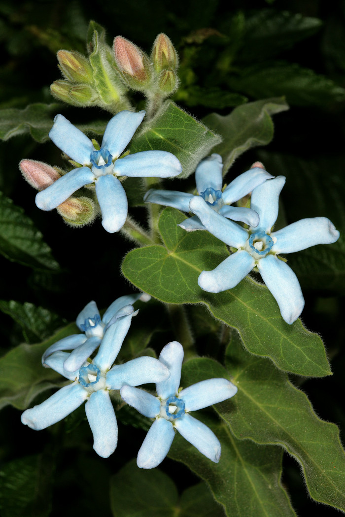 옥시페탈룸 - Tweedia caerulea,, Oxypetalum coeruleum