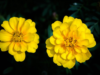 만수국 사진 - Tagetes patula L. Photos