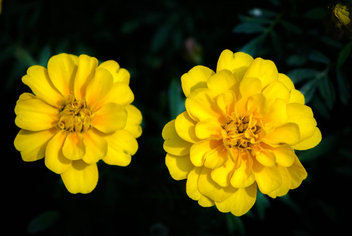 만수국 - Mari gold, Tagetes patula L.