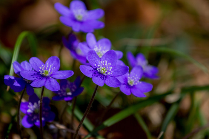 노루귀 - Hepatica asiatica Nakai, Hepatica asiatica