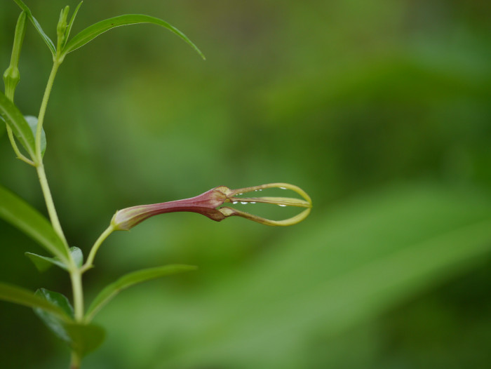 세로페지아 - dimorpha, Ceropegia