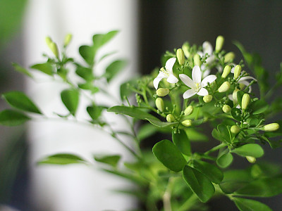 오렌지 자스민 사진 - Murraya paniculata Photos