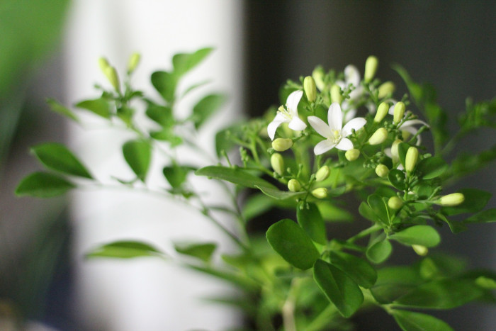 오렌지 자스민 - Orange jasmine, Murraya paniculata