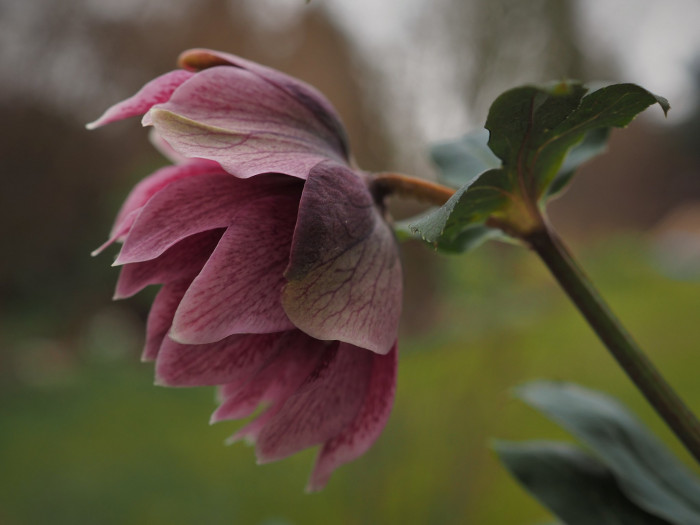 렌텐로즈 - lenten rose, Helleborus orientalis