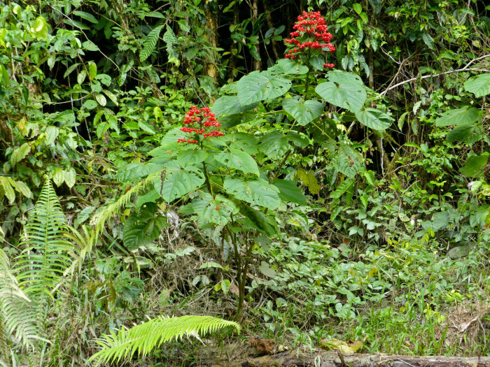 용선화 - Pagoda Flower, Pyramid flower, Temple flower, Clerodendrum paniculatum
