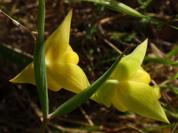 Calochortus pulchellus - Globe Lily, Calochortus pulchellus