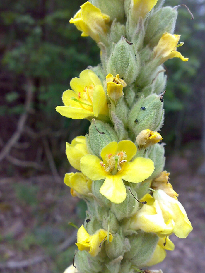 우단담배풀 - Verbascum thapsus L.
