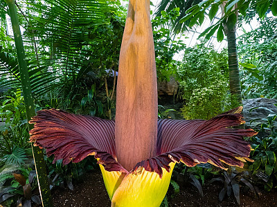 시체꽃 사진 - Amorphophallus Titanum Photos